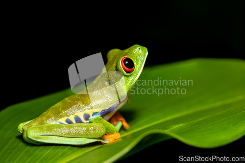 Image of Red-eyed tree frog, Agalychnis callidryas, Cano Negro, Costa Rica wildlife