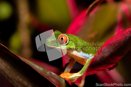 Image of Red-eyed tree frog, Agalychnis callidryas, Cano Negro, Costa Rica wildlife