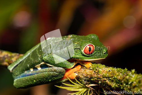 Image of Red-eyed tree frog, Agalychnis callidryas, Cano Negro, Costa Rica wildlife