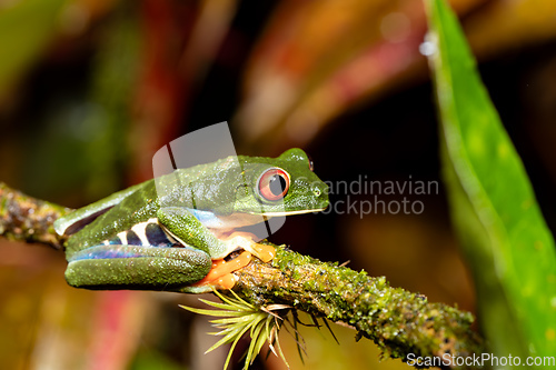 Image of Red-eyed tree frog, Agalychnis callidryas, Cano Negro, Costa Rica wildlife