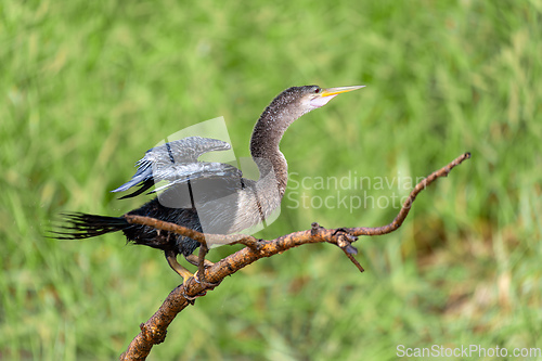 Image of Snakebird, darter, American darter, or water turkey, Anhinga anhinga, Costa Rica