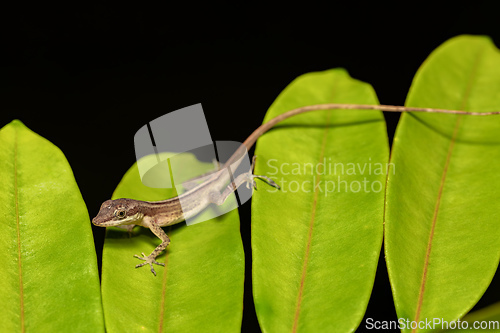 Image of Anolis Limifrons, Cano Negro, Costa Rica