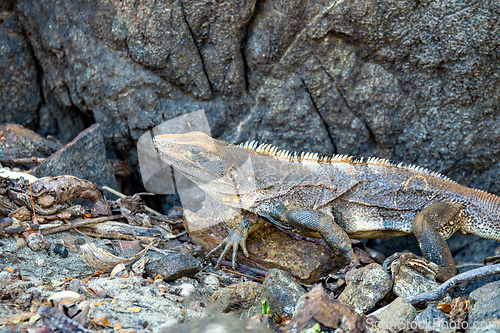 Image of Black spiny-tailed iguana (Ctenosaura similis), Ocotal beach, Costa Rica wildlife