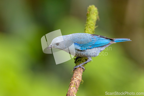 Image of Blue-gray tanager, Thraupis episcopus, Costa Rica