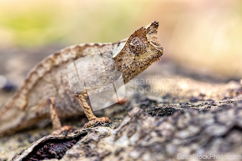 Image of Perinet leaf chameleon, Brookesia theresieni, Reserve Peyrieras Madagascar Exotic. Madagascar wildlife