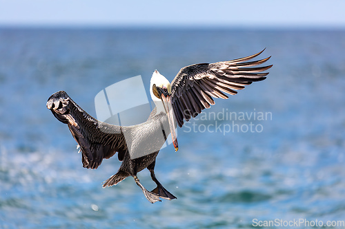 Image of Brown pelican (Pelecanus occidentalis) Ocotal Beach, Costa Rica