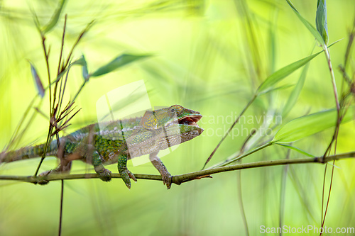 Image of Short-horned chameleon, Calumma brevicorne, Andasibe-Mantadia National Park, Madagascar wildlife