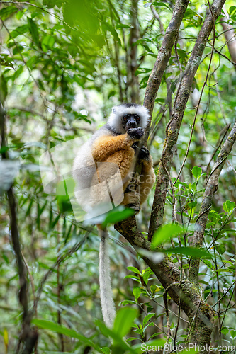 Image of Lemur Diademed Sifaka, Propithecus diadema, Madagascar wildlife