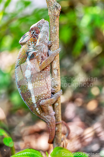 Image of Panther chameleon, Furcifer pardalis, Reserve Peyrieras Madagascar Exotic, Madagascar wildlife