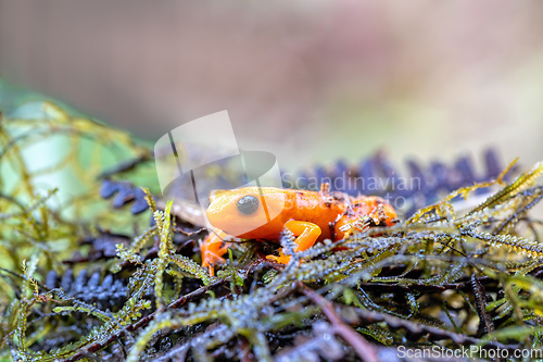 Image of Golden Mantella, Mantella Aurantiaca, Madagascar wildlife