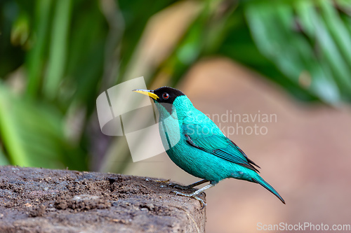 Image of Green Honeycreeper - Chlorophanes spiza, Costa Rica