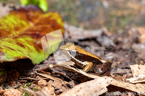 Image of Mantidactylus melanopleura, Andasibe-Mantadia National Park, Madagascar wildlife