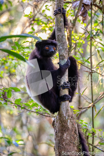 Image of Black lemur Milne-Edwards's sifaka, Propithecus edwardsi, Madagascar wildlife animal.
