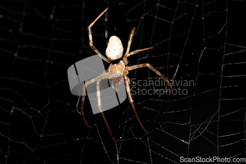 Image of Nephilengys livida, Analamazaotra National Park, Madagascar wildlife