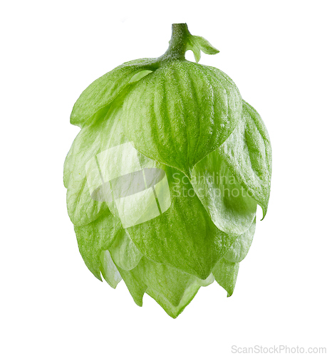 Image of hop plant isolated