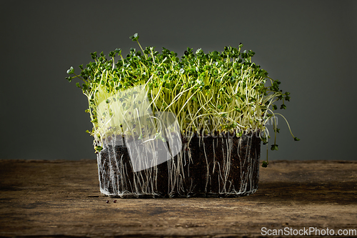 Image of fresh green sprouts