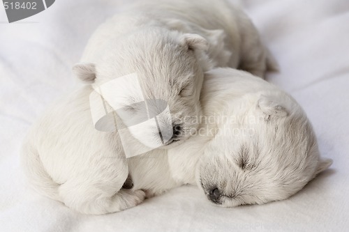 Image of Sleeping puppies