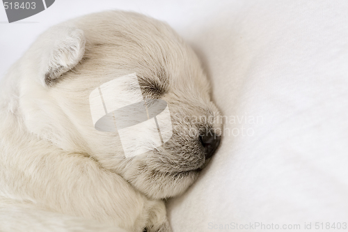 Image of Sleeping puppy