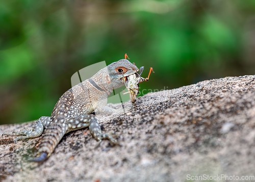 Image of Cuvier's Madagascar Swift, Oplurus cuvieri, Miandrivazo, Menabe Madagascar wildlife