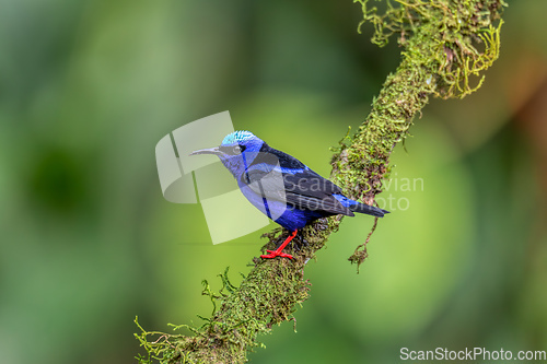 Image of Red-legged honeycreeper, Cyanerpes cyaneus, La Fortuna, Costa Rica