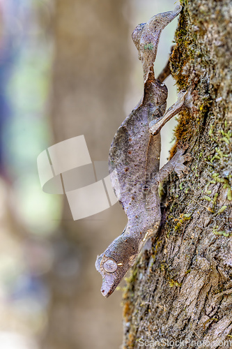 Image of Uroplatus Phantasticus, Reserve Peyrieras Madagascar Exotic, Madagascar wildlife