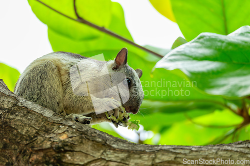 Image of Variegated squirrel, Sciurus variegatoides, Coco, Costa rica wildlife