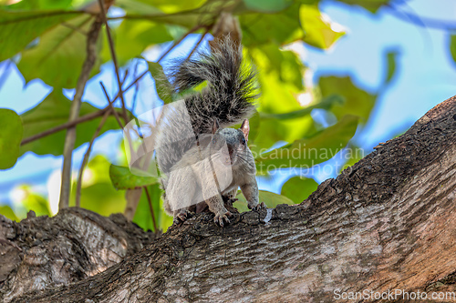 Image of Variegated squirrel, Sciurus variegatoides, Coco, Costa rica wildlife