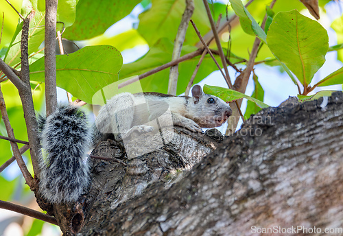 Image of Variegated squirrel, Sciurus variegatoides, Coco, Costa rica wildlife