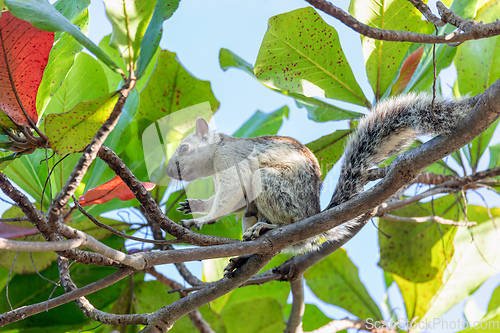 Image of Variegated squirrel, Sciurus variegatoides, Coco, Costa rica wildlife