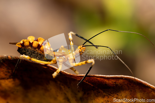 Image of Assassin bugs, The Reduviidae sp., Analamazaotra National Park, Madagascar wildlife