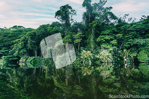 Image of Dense Tropical Rain Forest, river Cano Muerto, Tortuguero, Costa rica