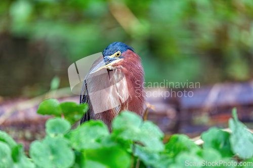 Image of Little blue heron, Egretta caerulea, river Cano Muerto, Tortuguero, Costa Rica