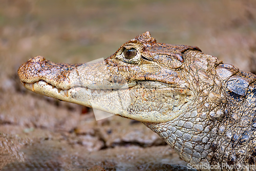 Image of Spectacled caiman, Caiman crocodilus Cano Negro, Costa Rica.