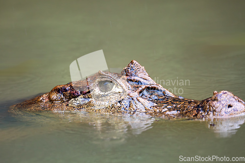 Image of Spectacled caiman, Caiman crocodilus Cano Negro, Costa Rica.