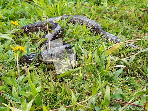 Image of Malagasy Tree Boa, snake Sanzinia Madagascariensis, Analamazaotra National Park, Madagascar