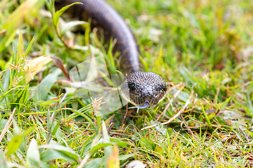 Image of Malagasy Tree Boa, snake Sanzinia Madagascariensis, Analamazaotra National Park, Madagascar