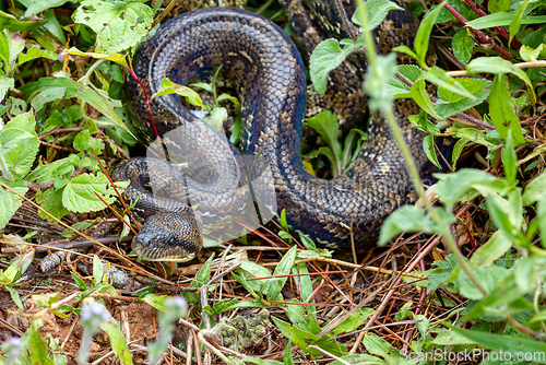 Image of Malagasy Tree Boa, snake Sanzinia Madagascariensis, Analamazaotra National Park, Madagascar