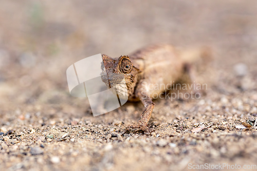 Image of Brygoo's pygmy chameleon, Brookesia brygooi, Anja Community Reserve Ambalavao, Madagascar wildlife