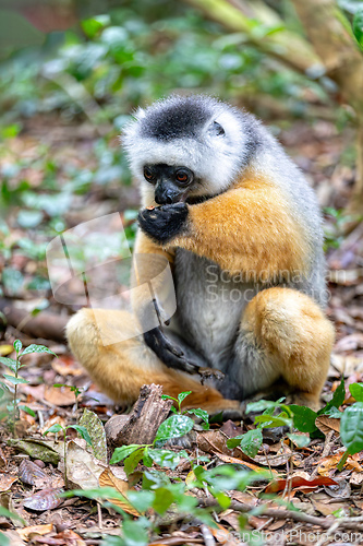 Image of Lemur Diademed Sifaka, Propithecus diadema, Madagascar wildlife