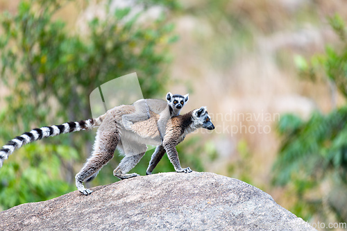 Image of Ring-tailed lemur with baby, Lemur catta, Madagascar wildlife