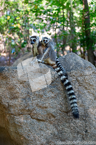 Image of Ring-tailed lemur with baby, Lemur catta, Madagascar wildlife