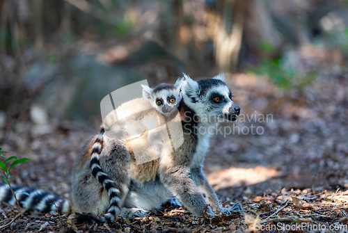 Image of Ring-tailed lemur with baby, Lemur catta, Madagascar wildlife