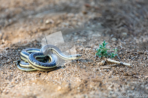 Image of Lateral Water Snake, Thamnosophis Lateralis, Anja Comunity reserve, Madagascar wildlife
