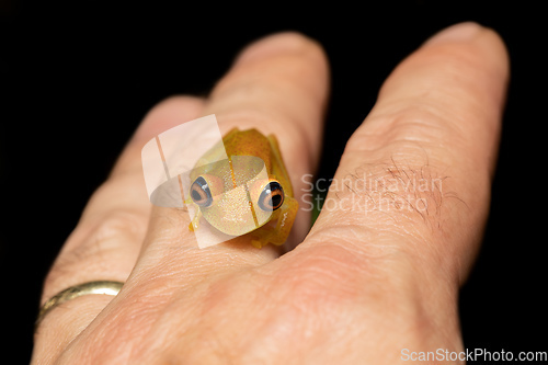 Image of Green Bright-Eyed Frog, Boophis Viridis, Andasibe-Mantadia National Park, Madagascar wildlife