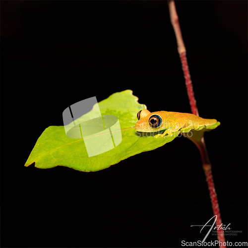 Image of Green Bright-Eyed Frog, Boophis Viridis, Andasibe-Mantadia Natio