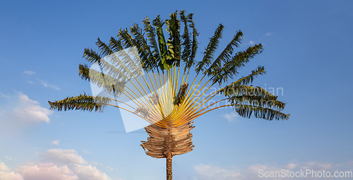 Image of Ravenala palm, traveler tree symbol of Madagascar