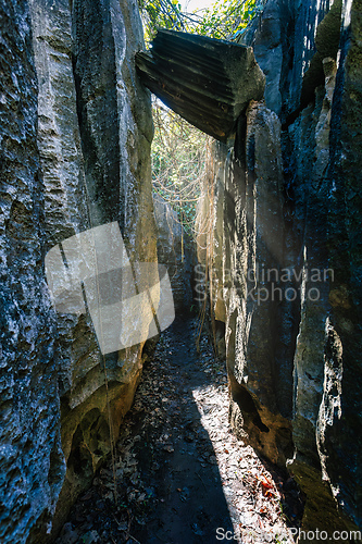 Image of Petit Tsingy de Bemaraha, amazing landscape, Madagascar wilderne