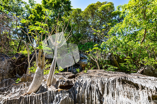 Image of Petit Tsingy de Bemaraha, Madagascar wilderness landscape