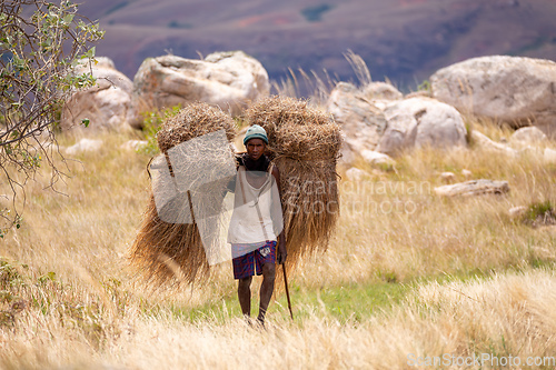 Image of Malagasy porter carries dried grass to repair the roof. Andringitra Mountains