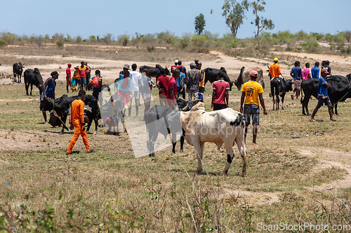 Image of Zebu bulls and cows are being traded at a market in Belo Sur Tsiribihina, Madagascar.